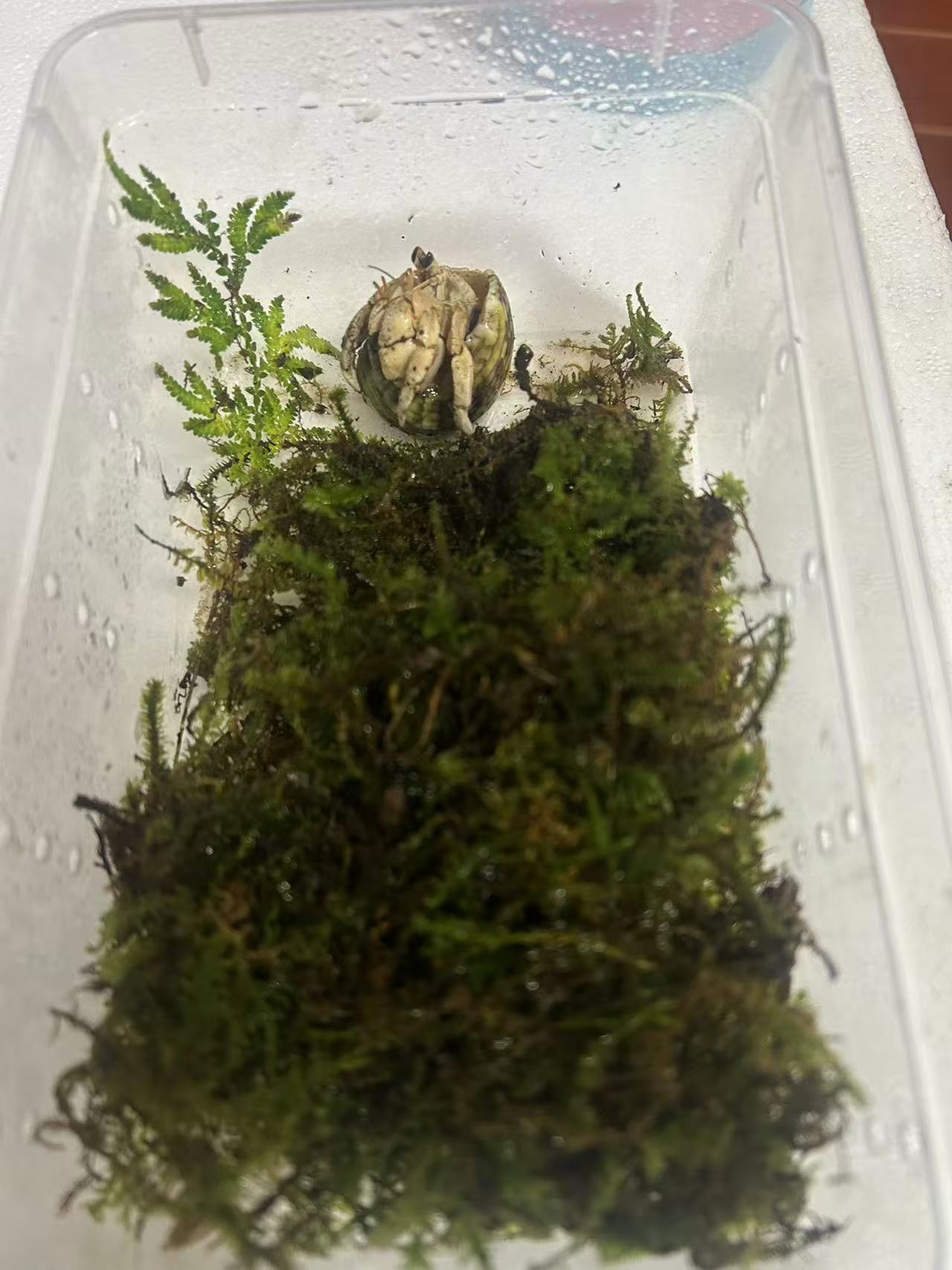 寄居蟹专用苔藓保湿透气不积水可蜕皮（提高存活率）新手饲养垫材