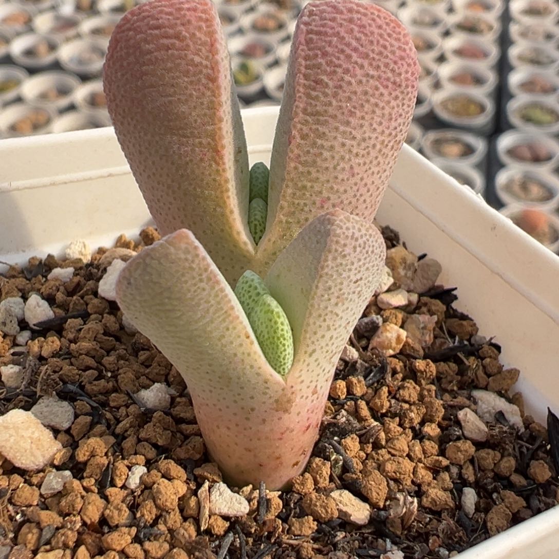 185多肉植物种类多样