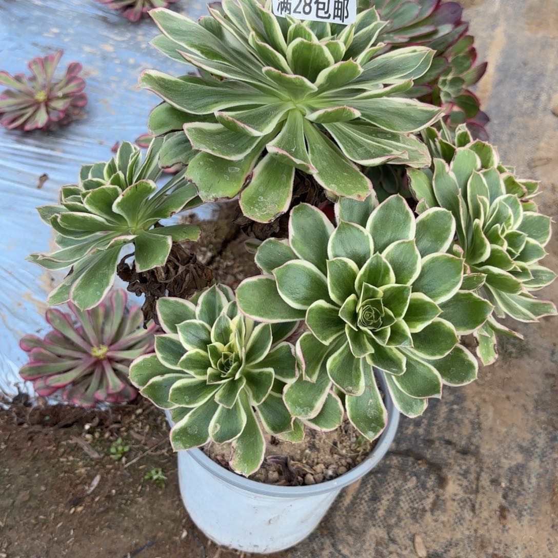 V.  6710绿玫瑰多肉