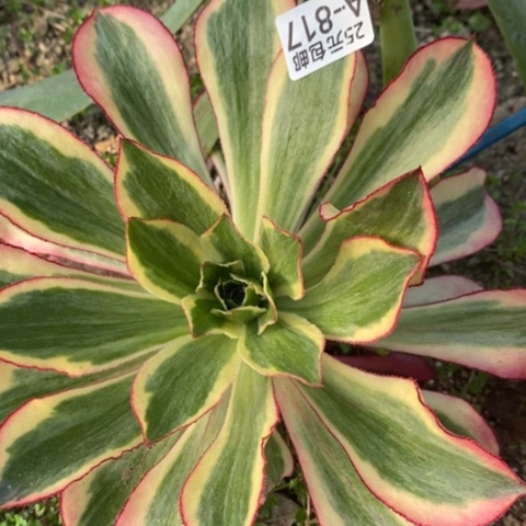 817魅影满25包邮多肉