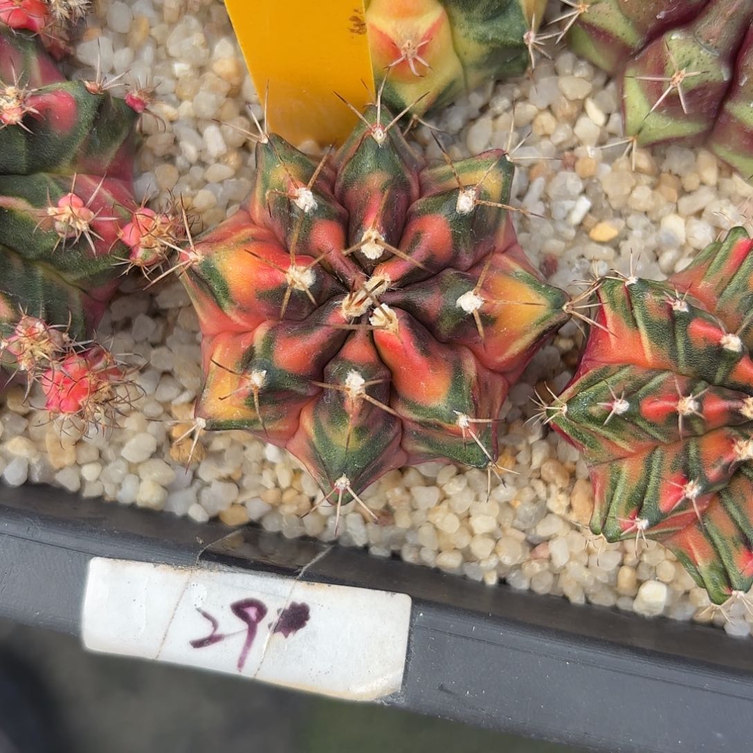 48-1102泰国发货多肉