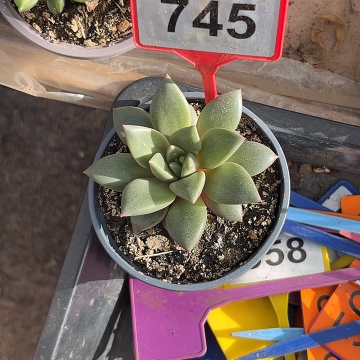 多肉植物狼牙单头745