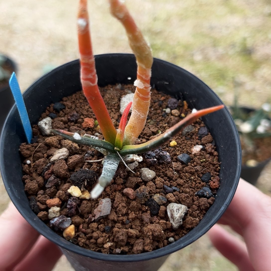 18号实生龙舌兰锦萝卜根