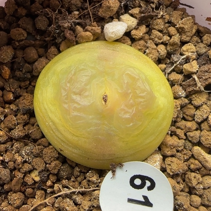 拉登2+漂亮多肉植物617