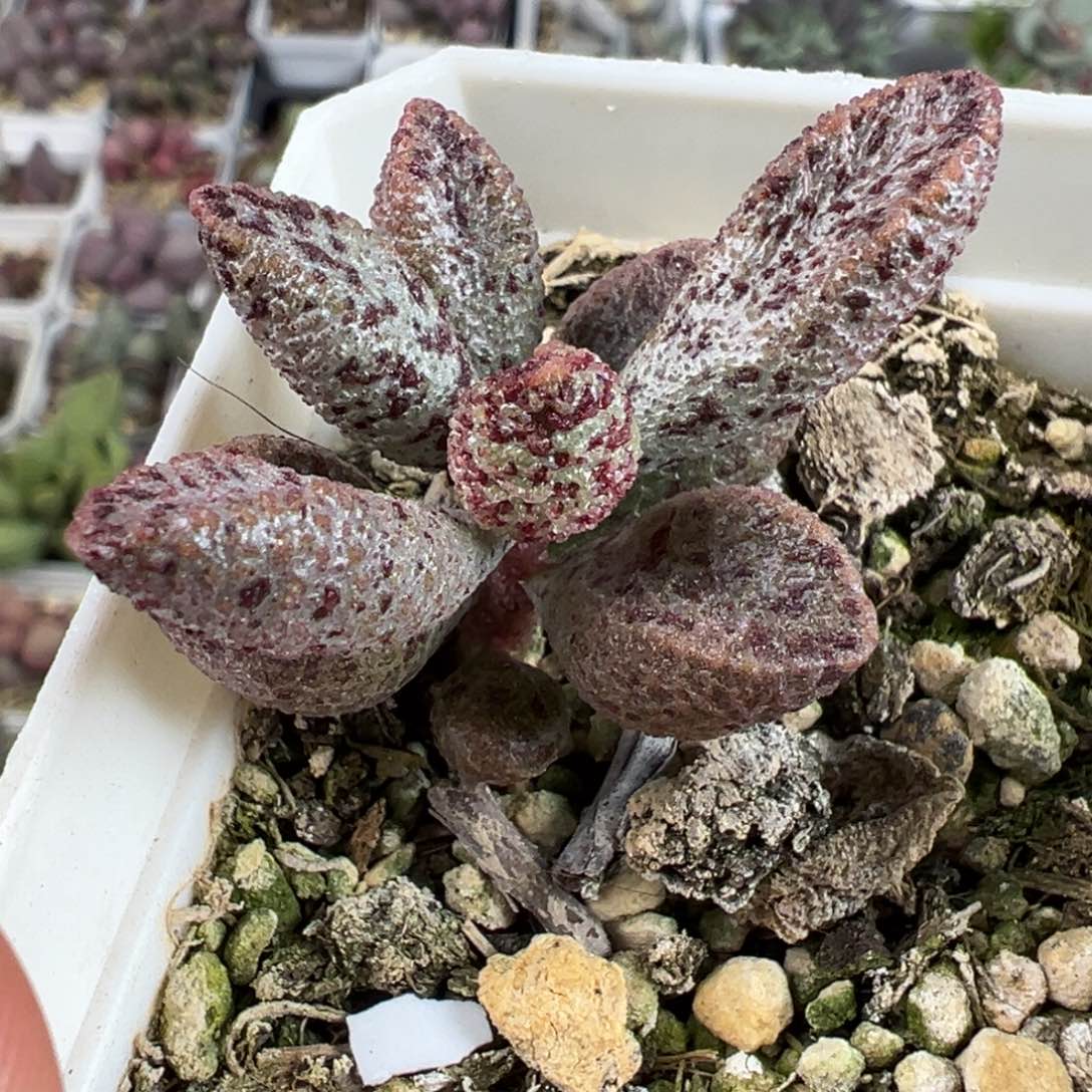 实生新品暗黑系血斑款多肉植物