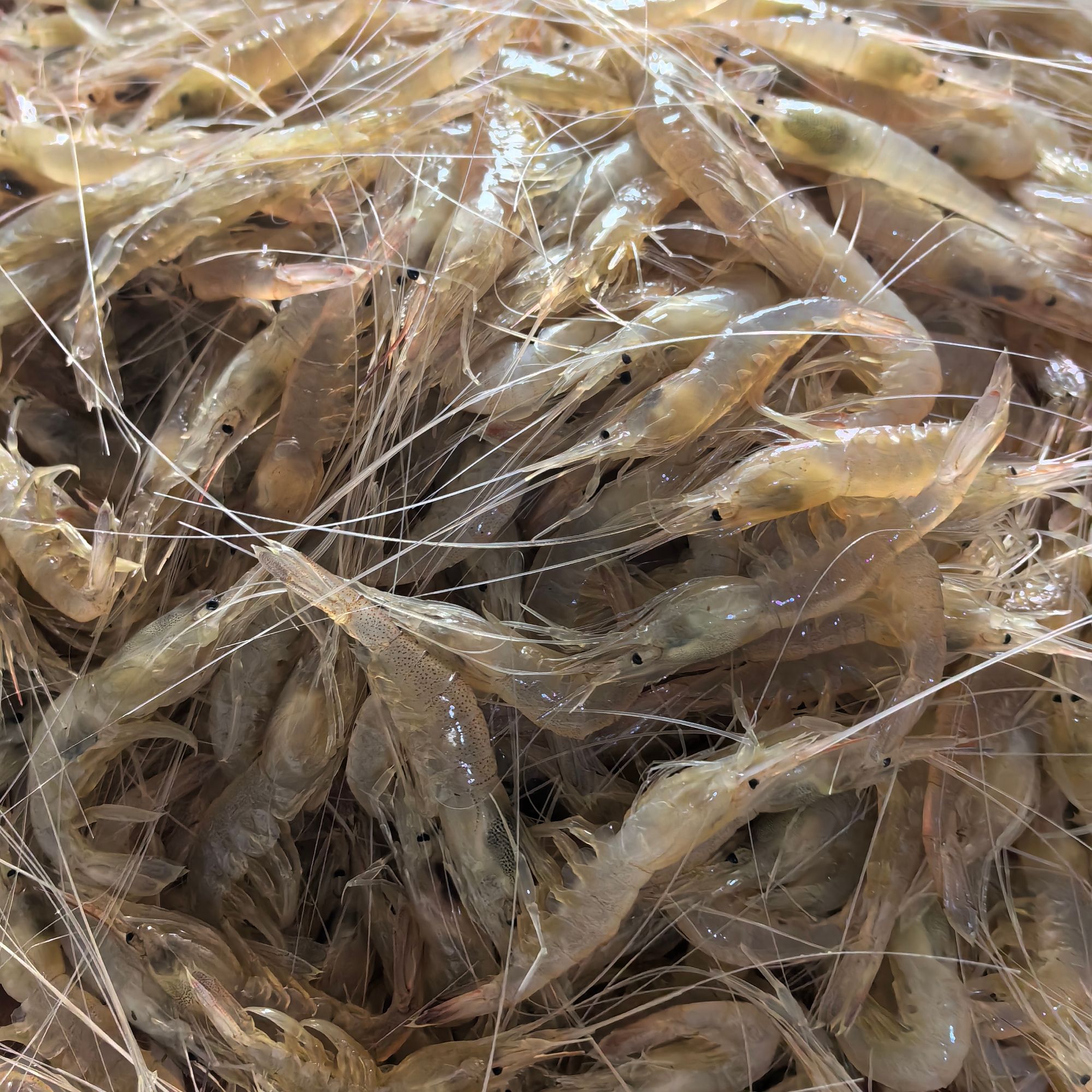 黄沙港野生海捕白条虾小白虾生炝虾400克一盒