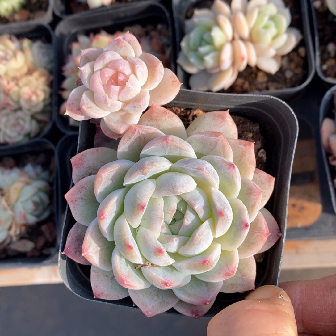 精品多肉一物一拍不包整201