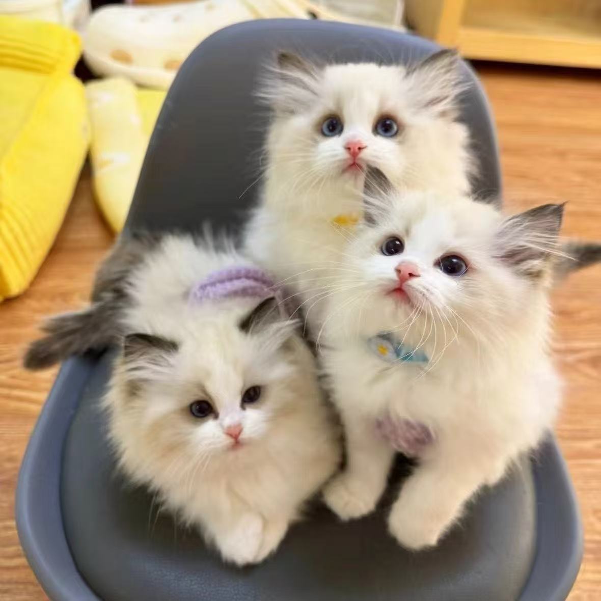 香前看宠物猫纯种蓝猫银渐层美短布偶猫