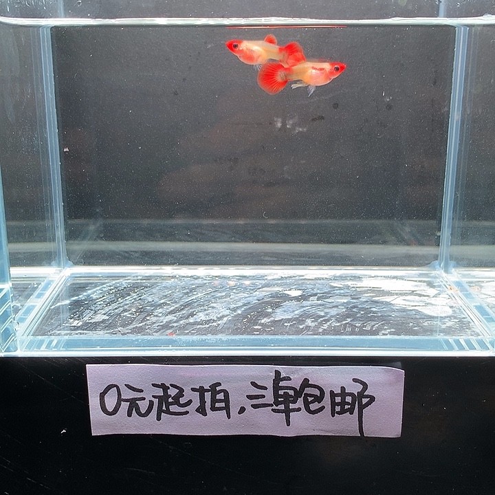 孔雀鱼深海兰玻璃猫一对