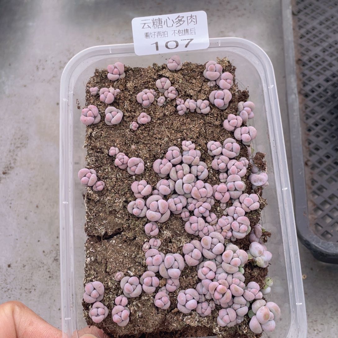 云糖心多肉植物107