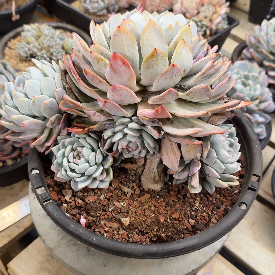 多肉植物一物一拍