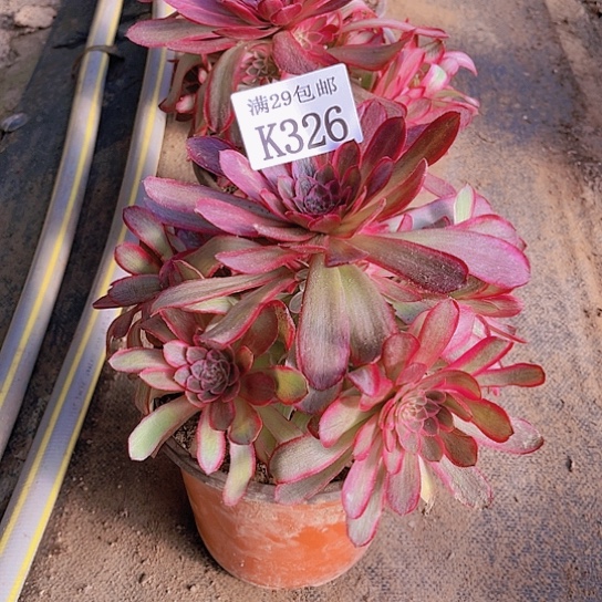 326孔雀翎多肉植物