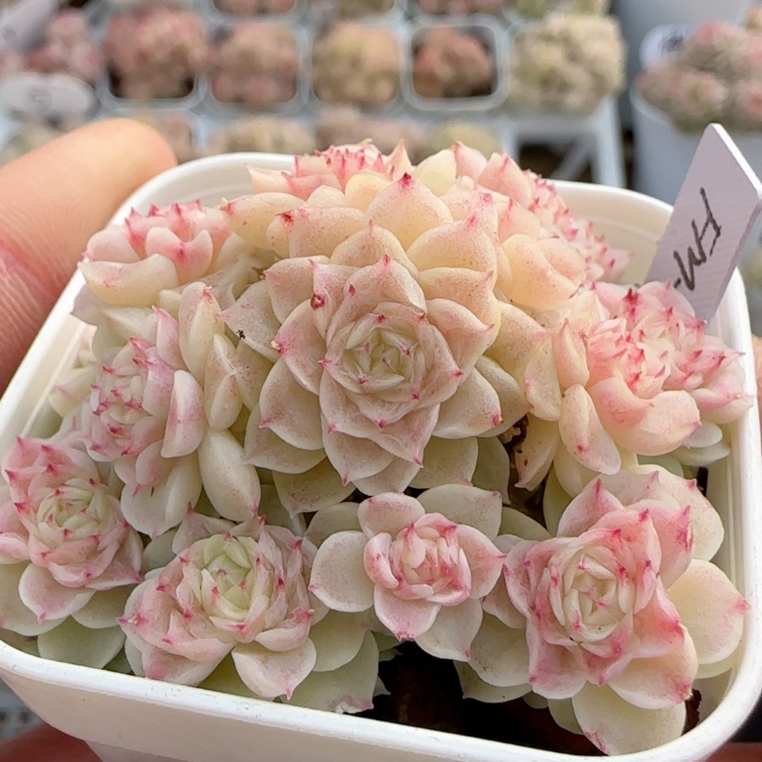 一***哦【闪购商品】0205-36（fm-110）