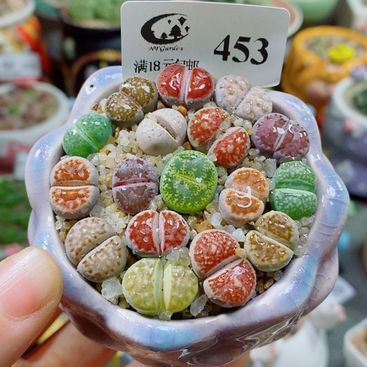 生石花花花花花花花453