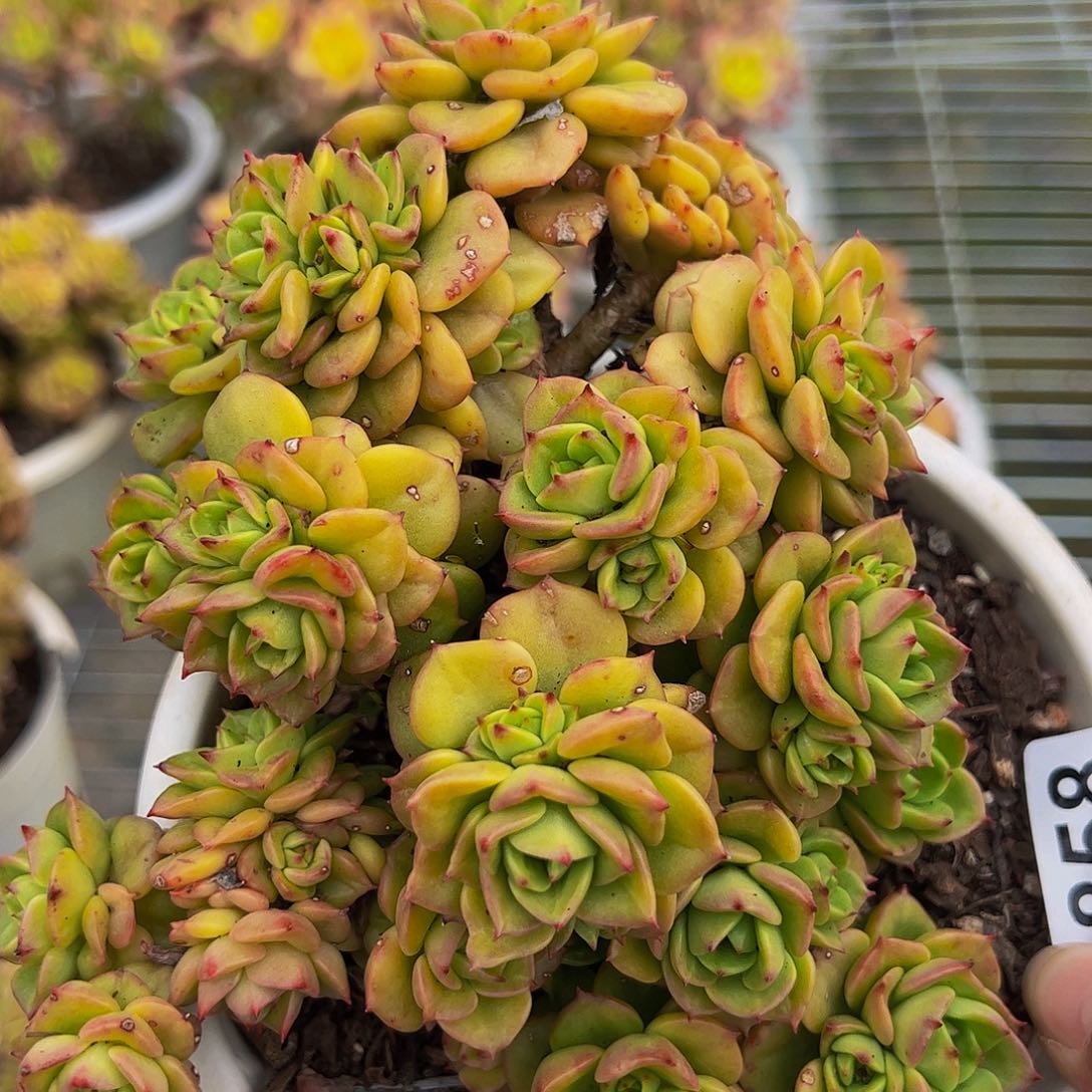 黄金蜡牡丹整装多肉植物
