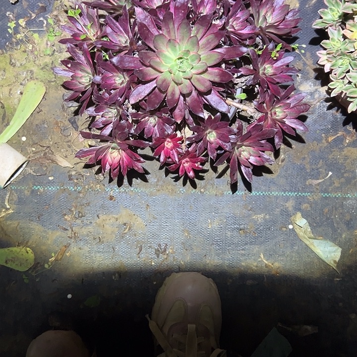 不包侧枝一物一拍157