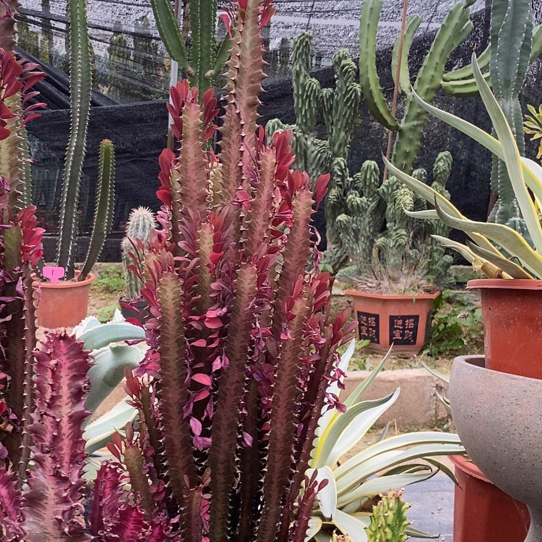 红龙骨一物一拍一棵