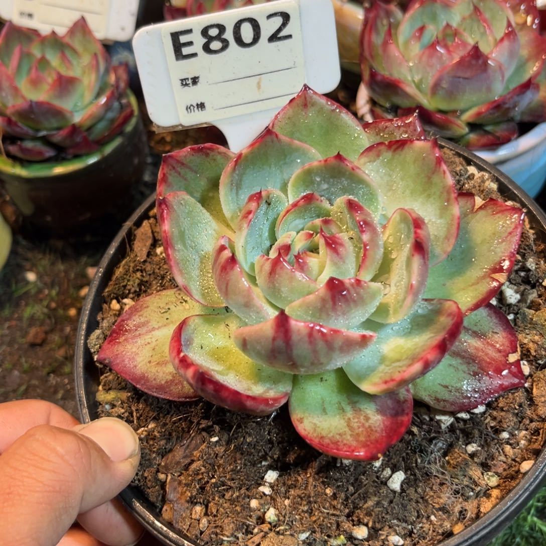 惊鸿一瞥802号多肉