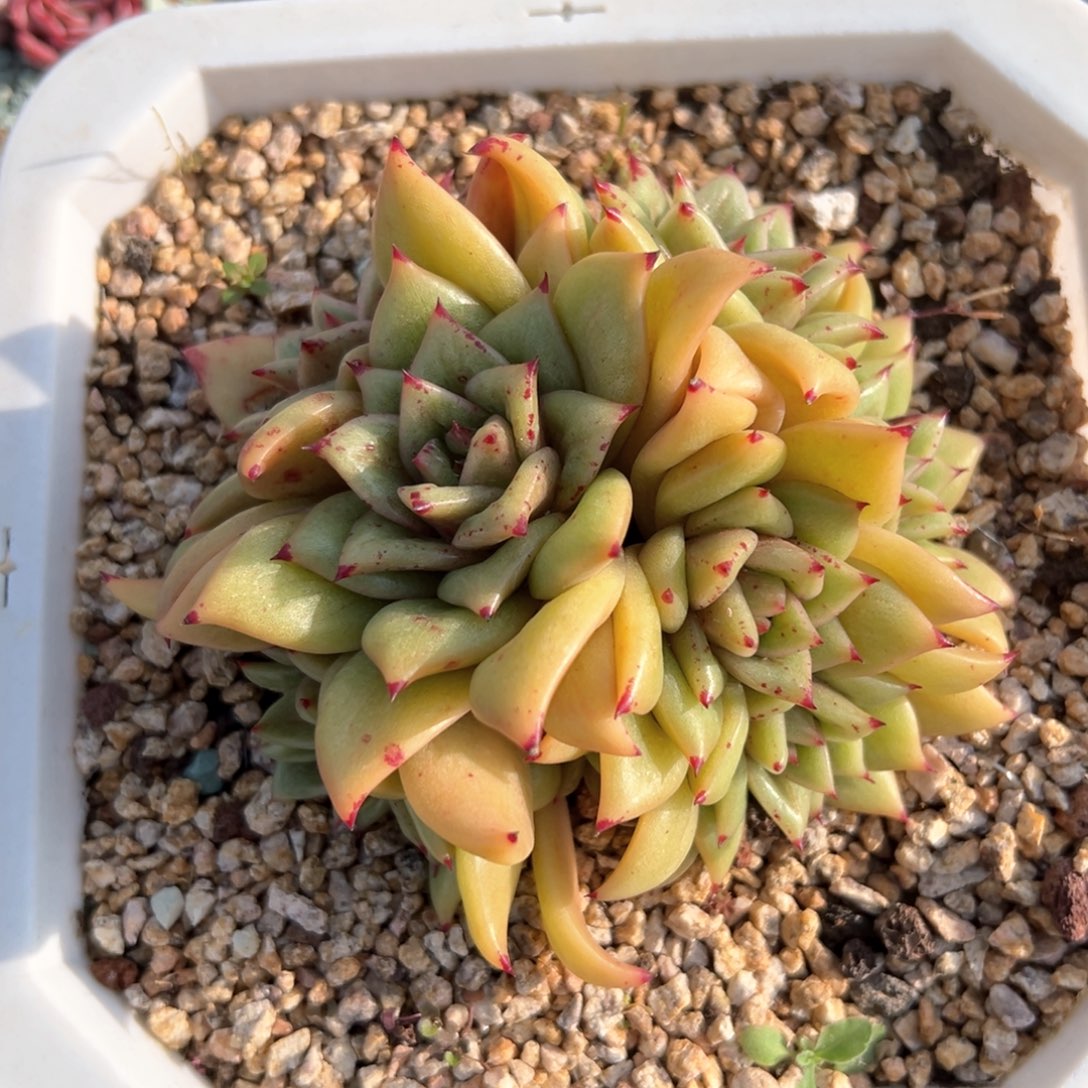 7头有砍蔷薇玛丽亚锦（满38包邮）多肉