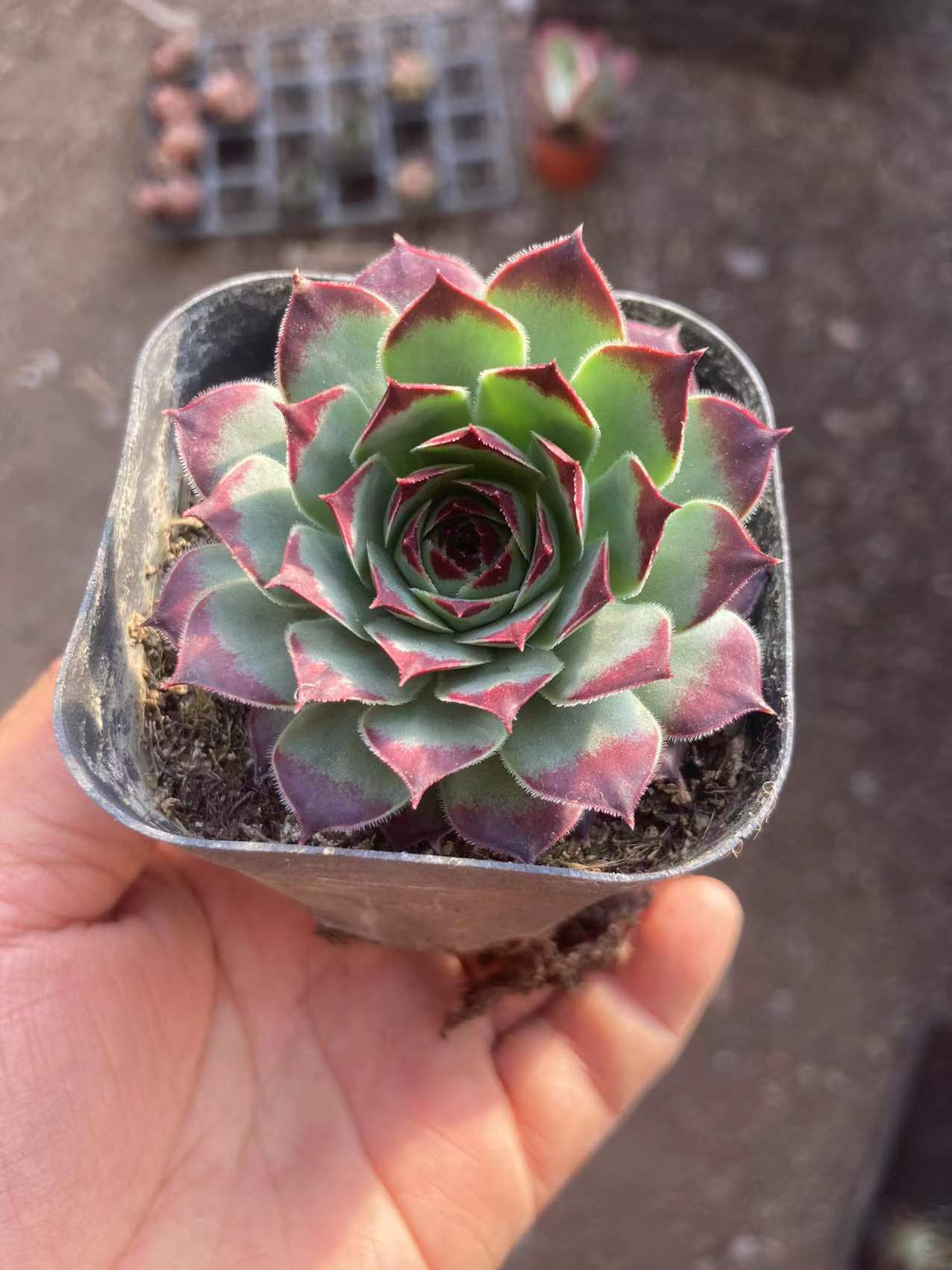 多肉植物柔情 凑满12.9包邮 勿拍一单