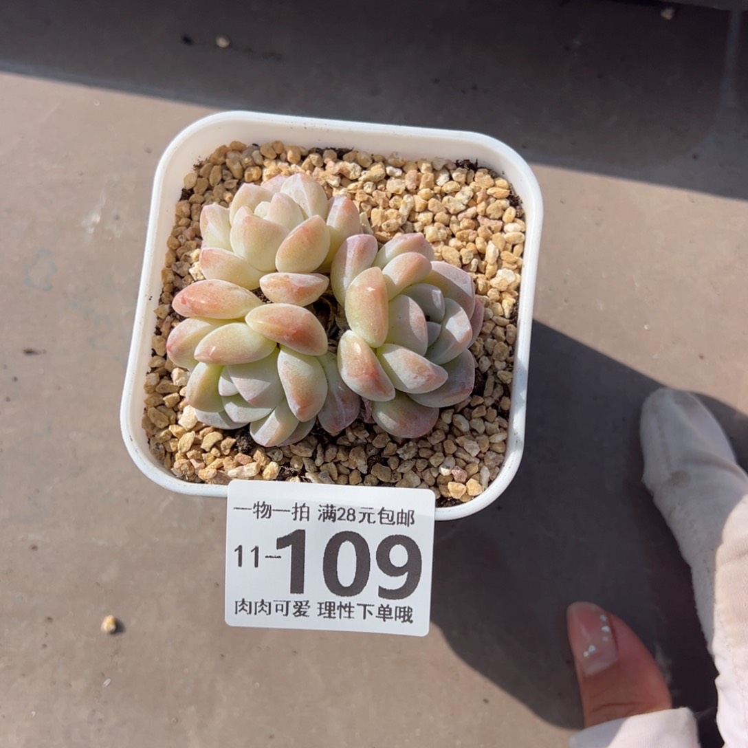 冰玉，多肉多肉多肉多肉