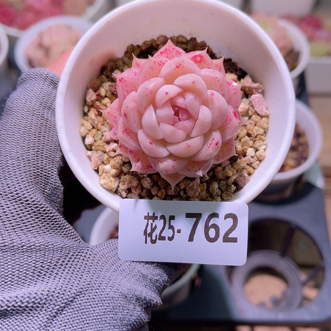花25-762麦秆单头