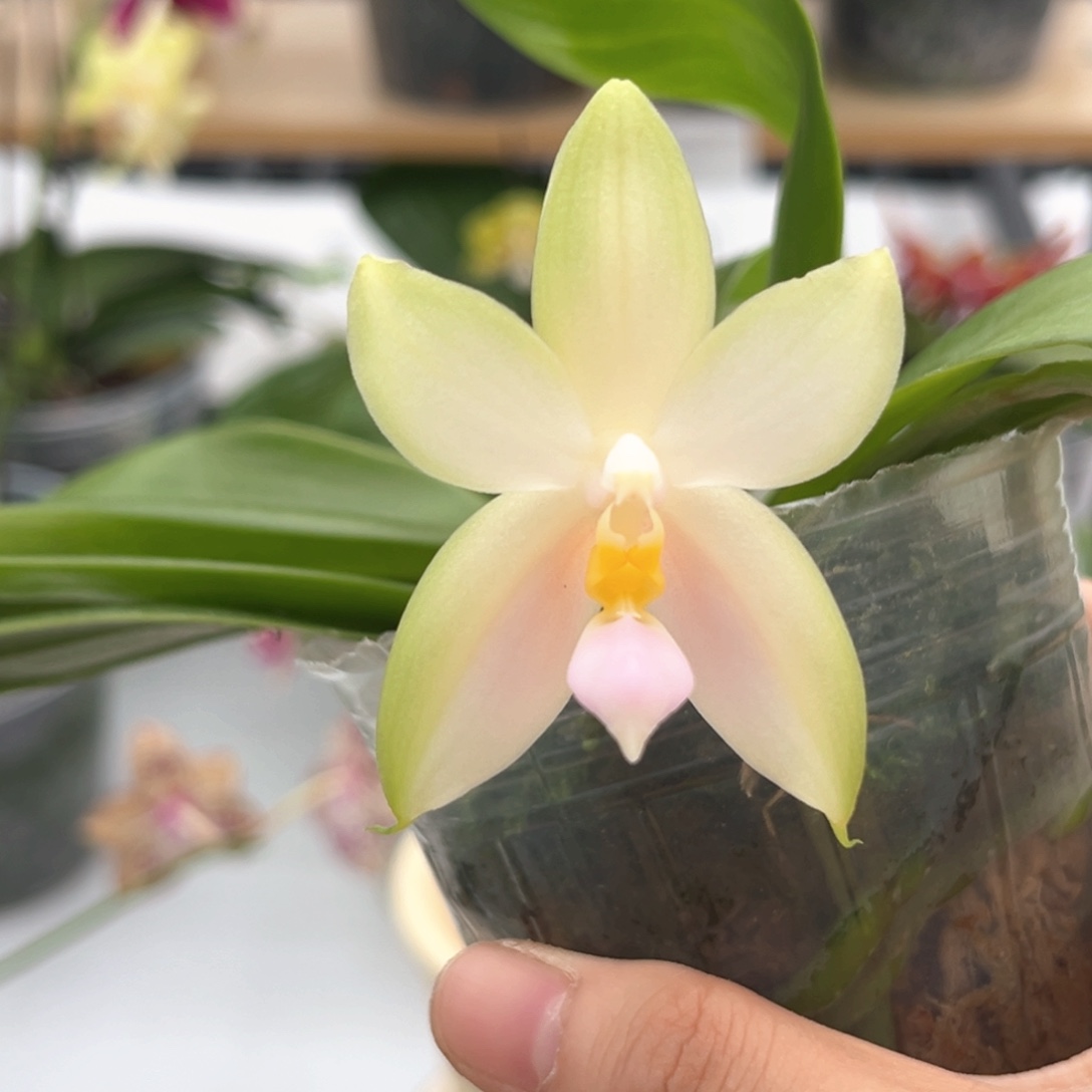 完全开放2.5寸粉贝开花株