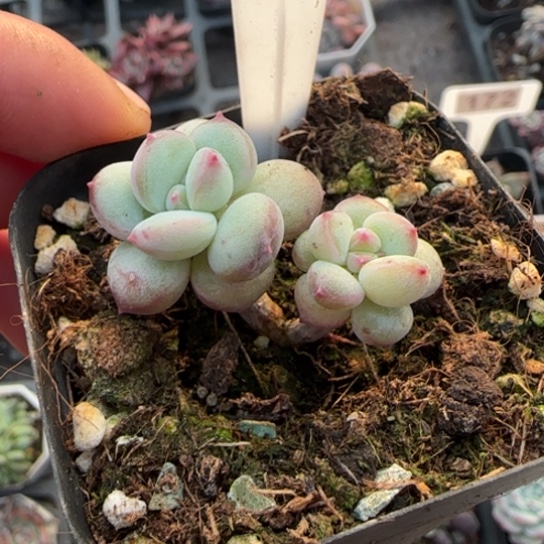 117蜜糖多肉植物多