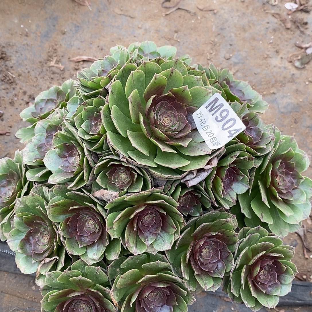 904万拉丝多肉植物