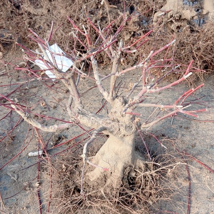 阳***.无花朵枫树……枫树