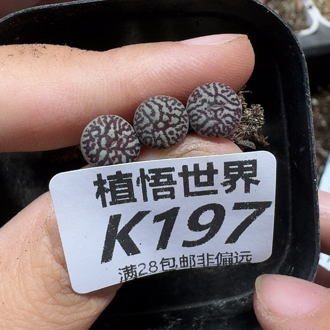 多肉植物的人生ghn