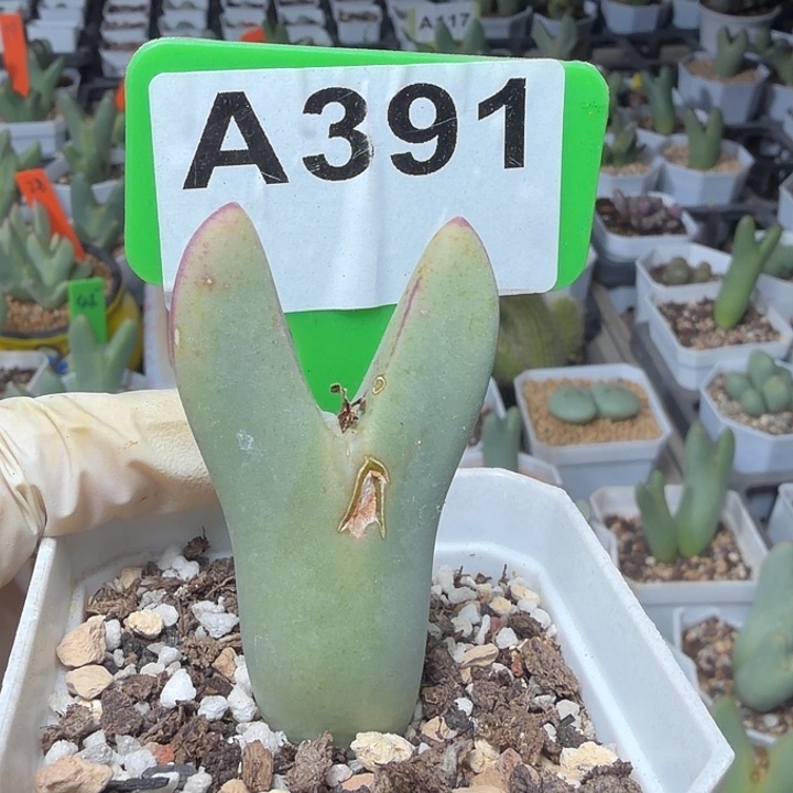 一****391mmmmmmmmmmmmnbb