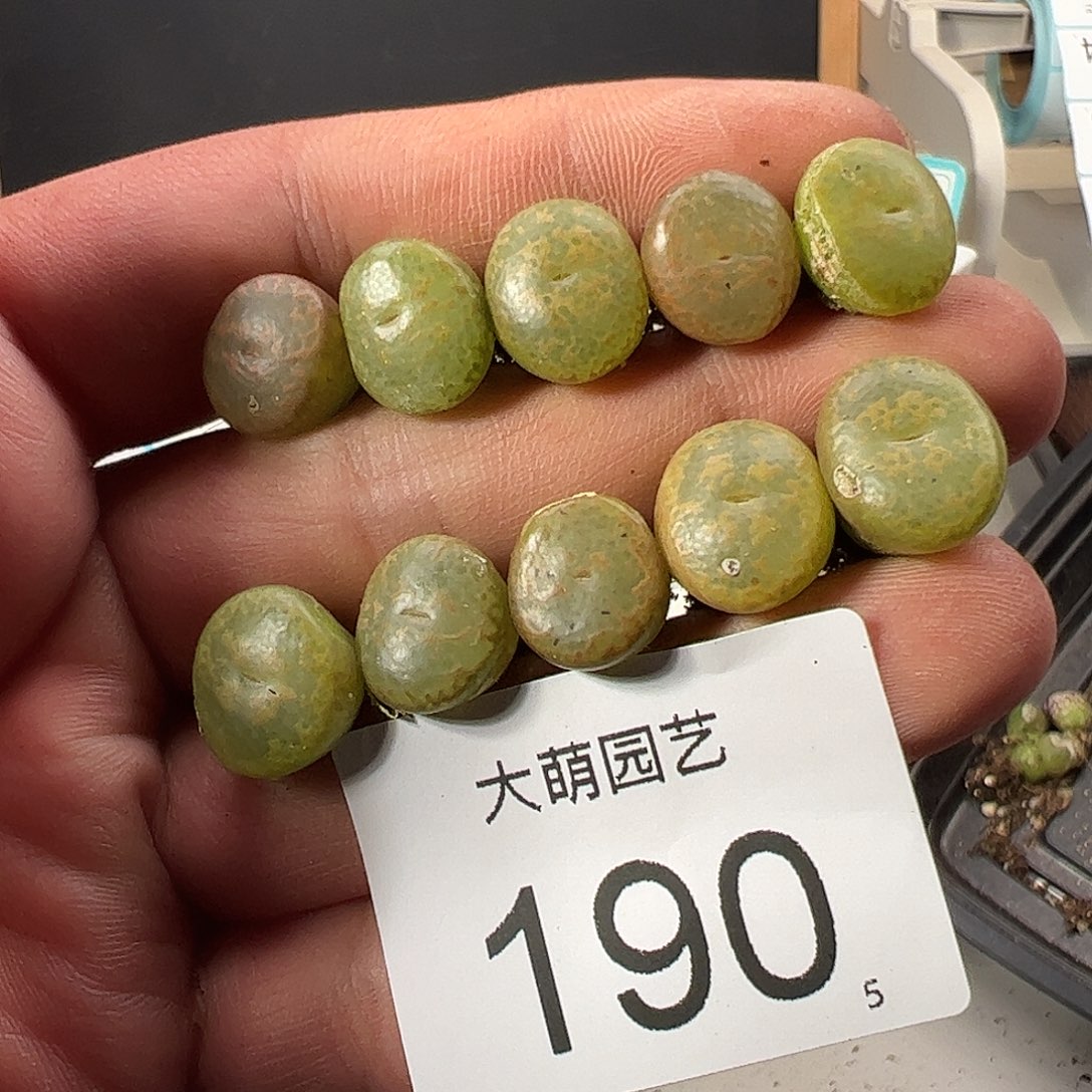 0000190量拍以下1颗