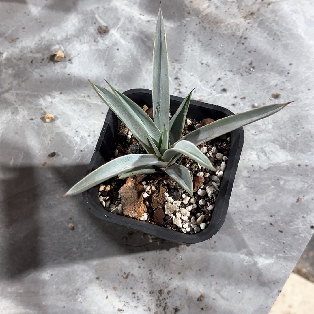 似**年冥王随单10米出