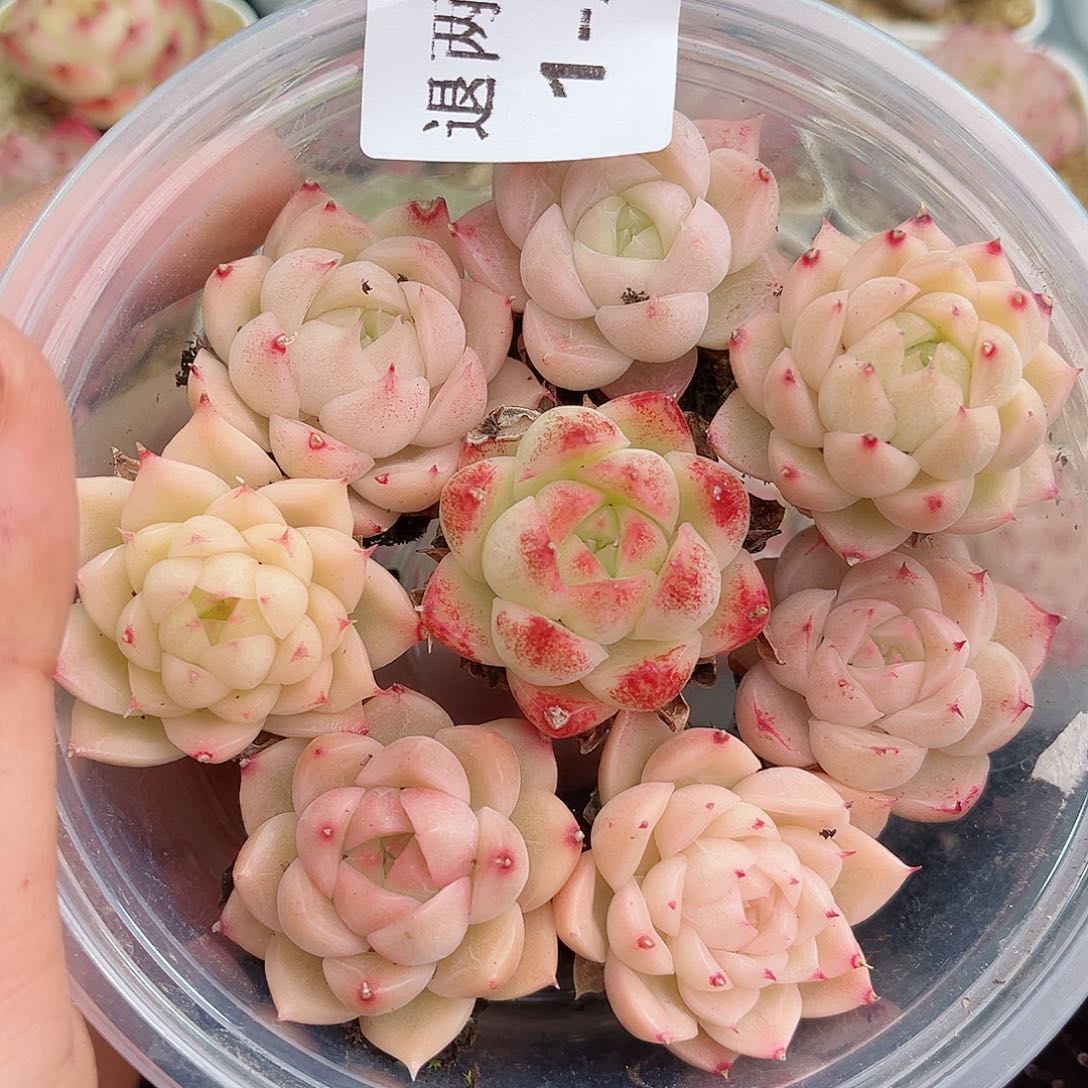 1-271 新疆西藏内蒙不发12.8包邮2-3公分多肉