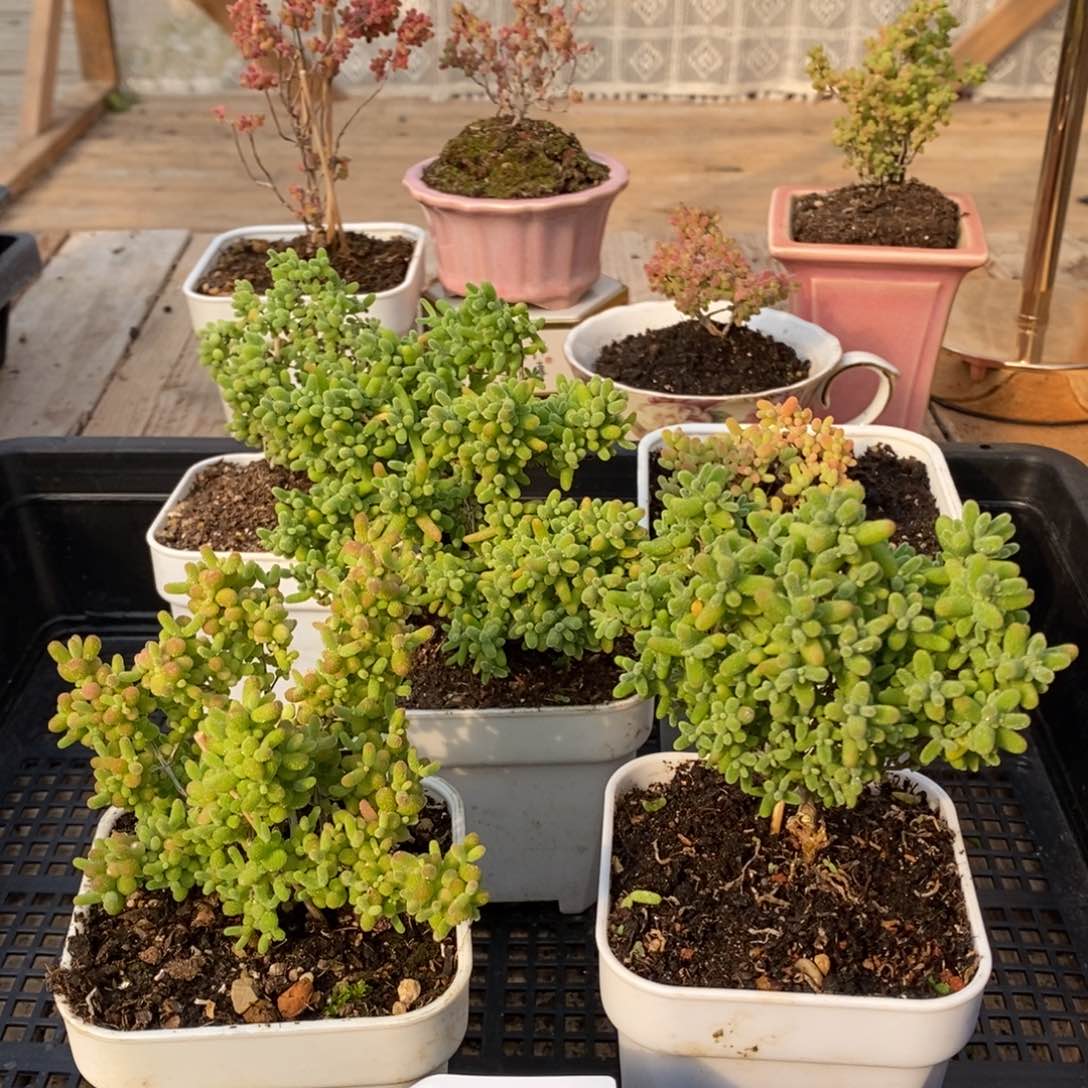 枝干蜜桔糖球来了哦221