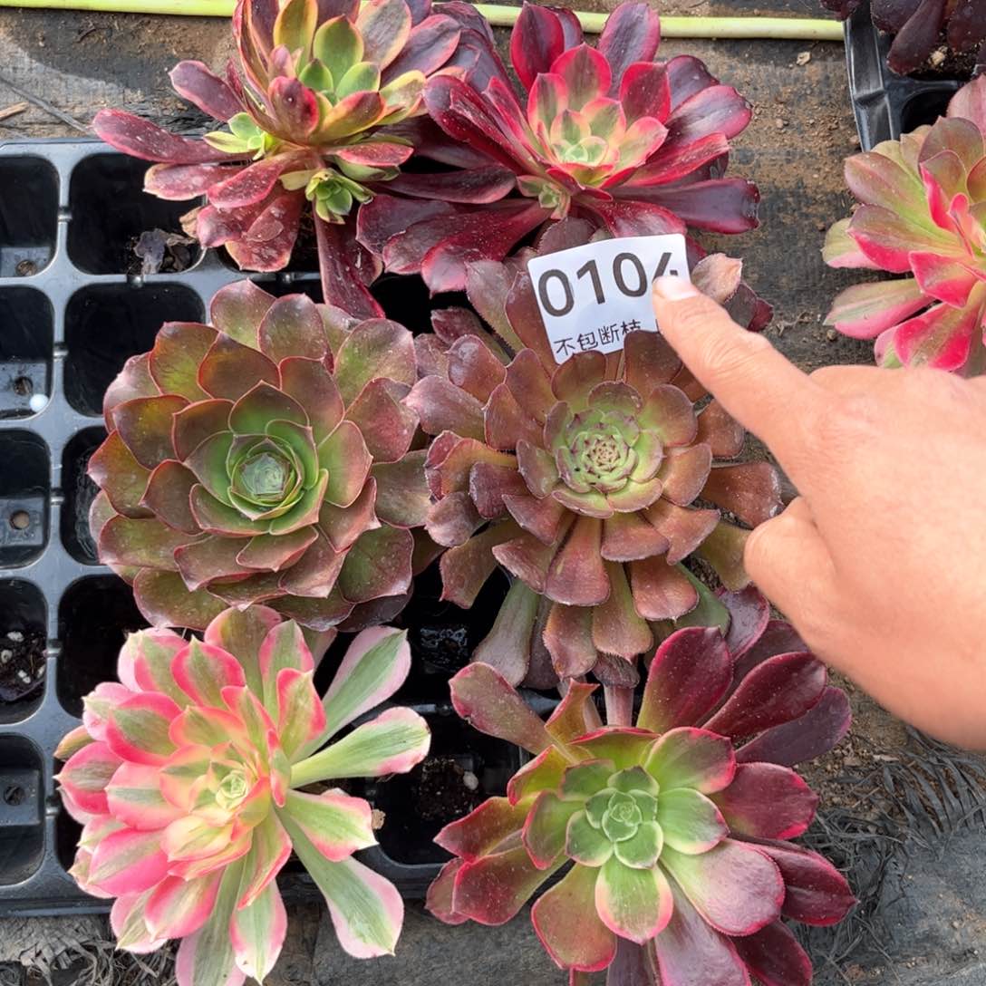 104号，6棵大单头