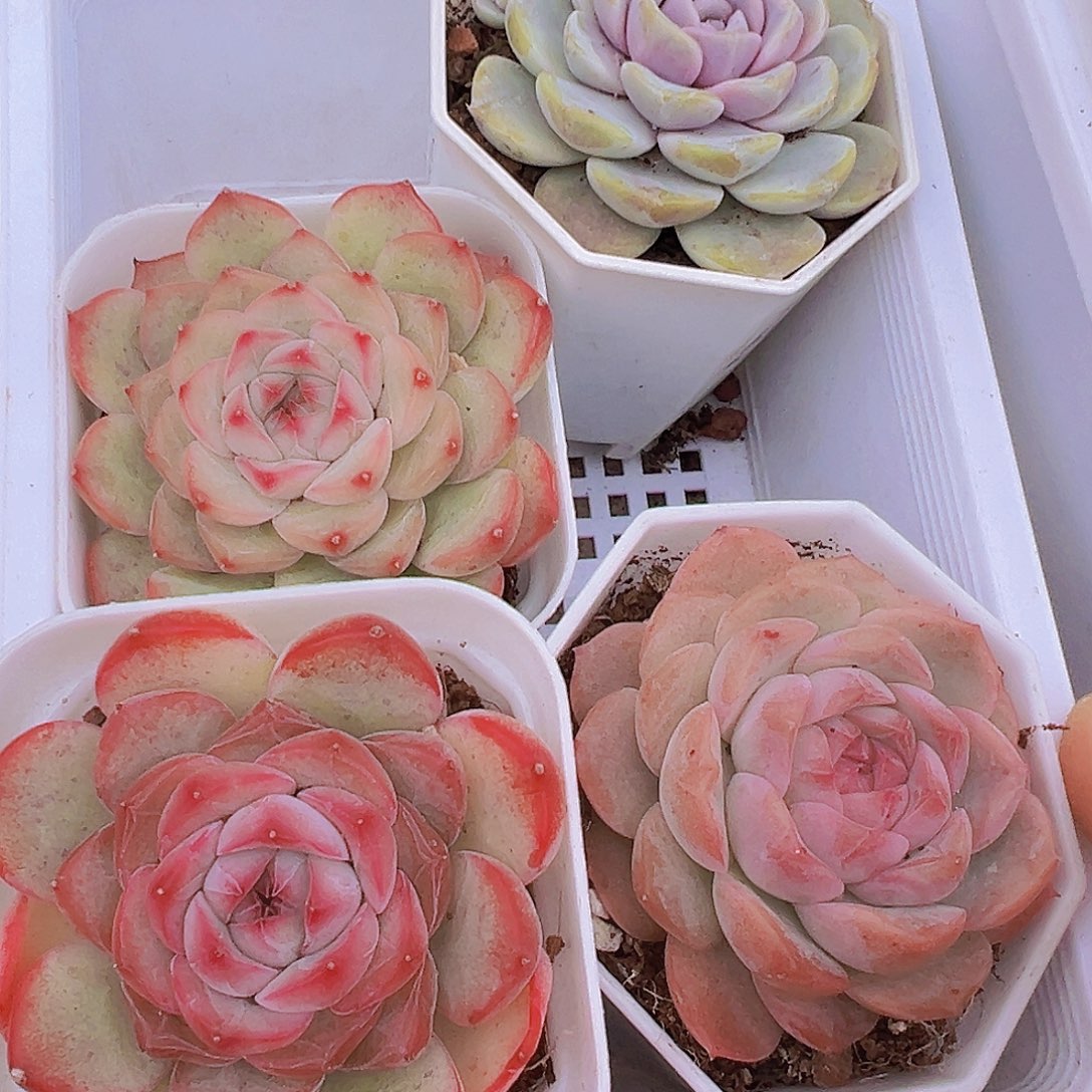 汉堡组合4颗19包邮