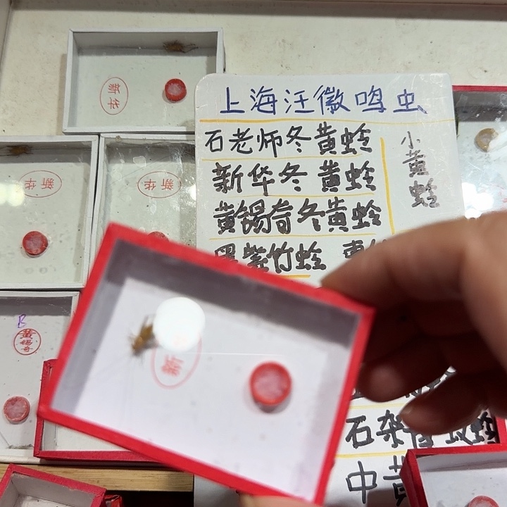 大****新华冬黃蛉包邮小黄蛉
