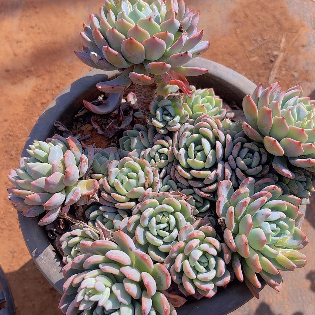 多肉植物。。。。。。。。。。。。。。。。