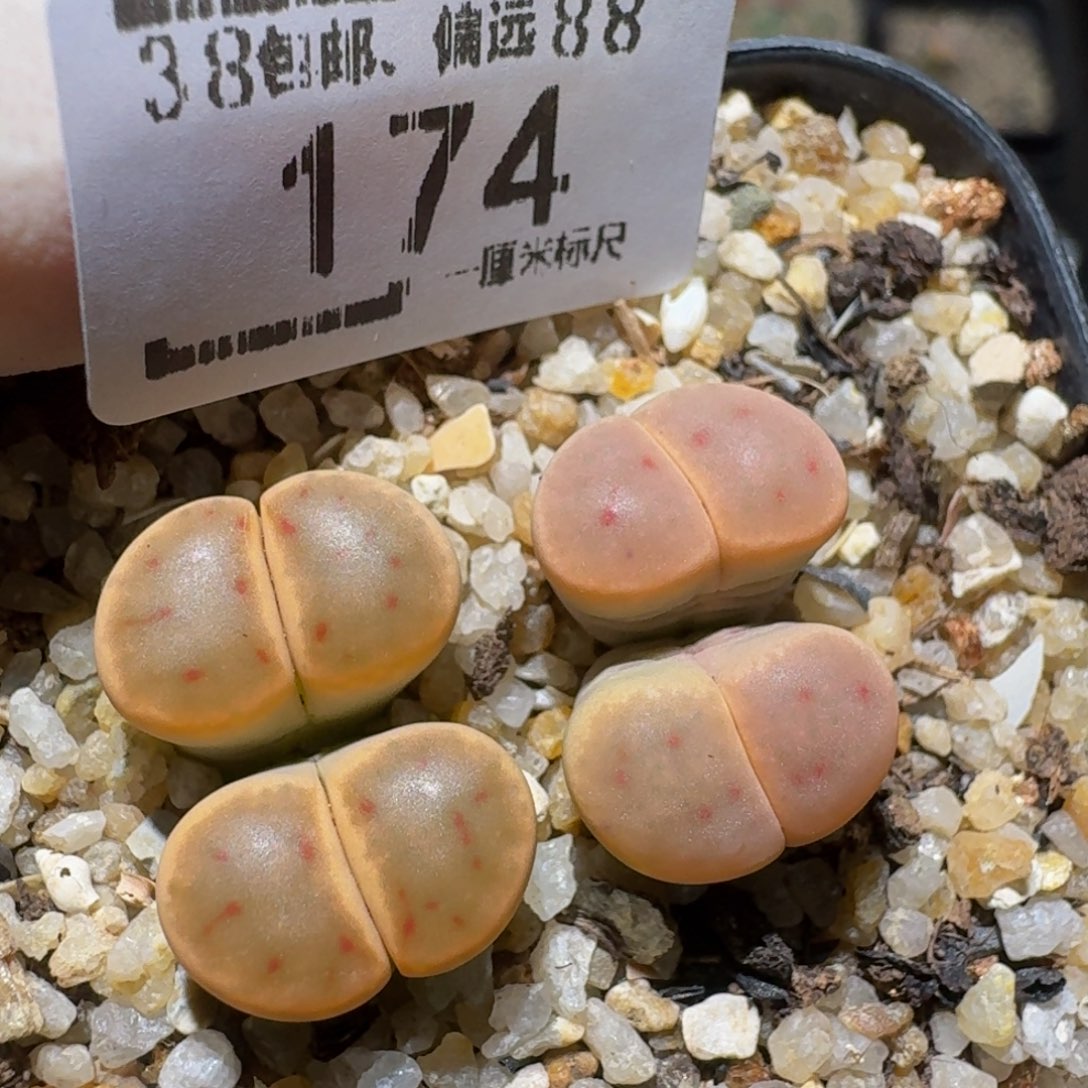 zzzz生石花肉锥174