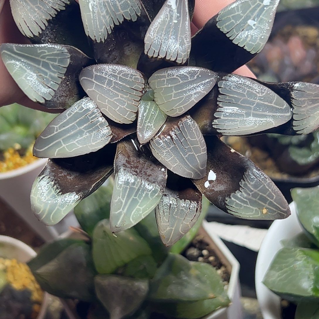 实生克母本十二卷十二卷