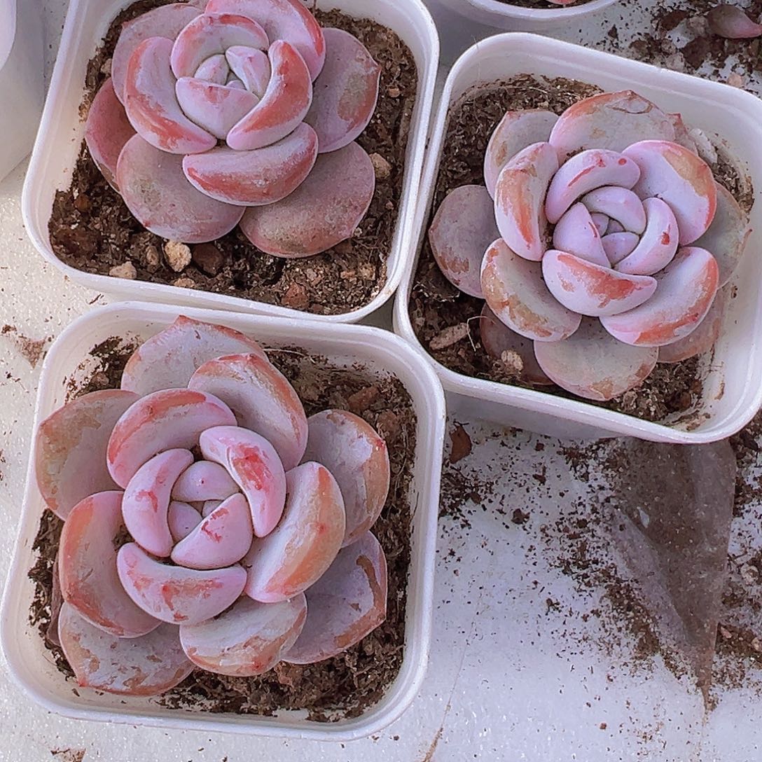 5.5盆汉堡奶茶1颗无售后