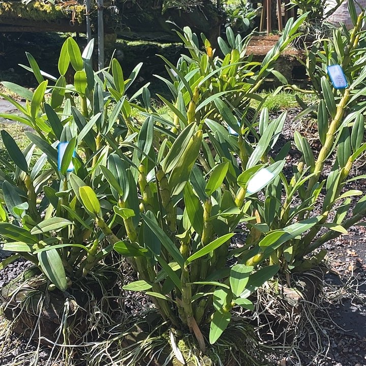 完全开放无需担心