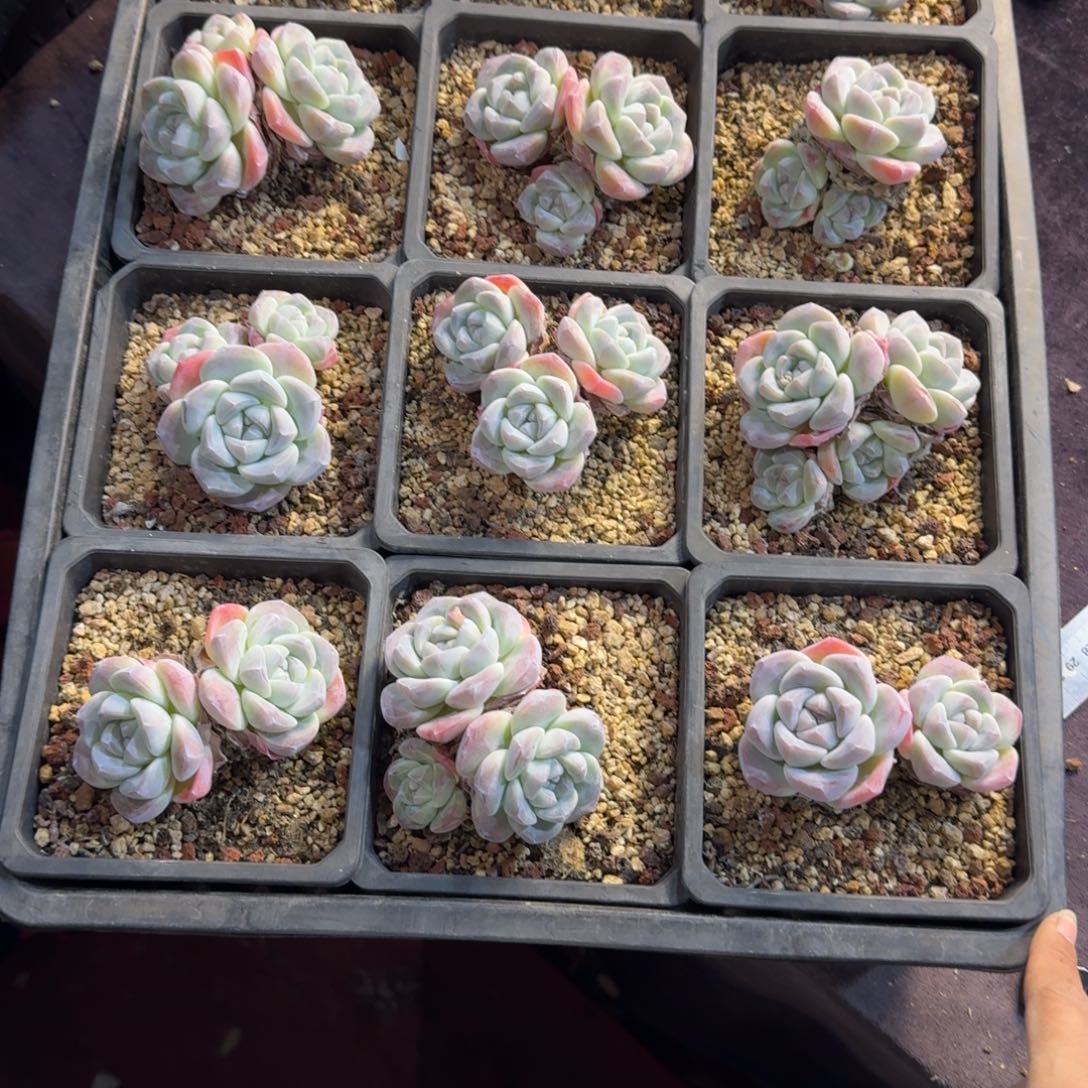 家****冰玉一筐脱土不包整21