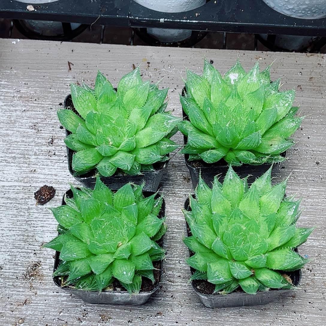 水晶掌一勿一拍玉露