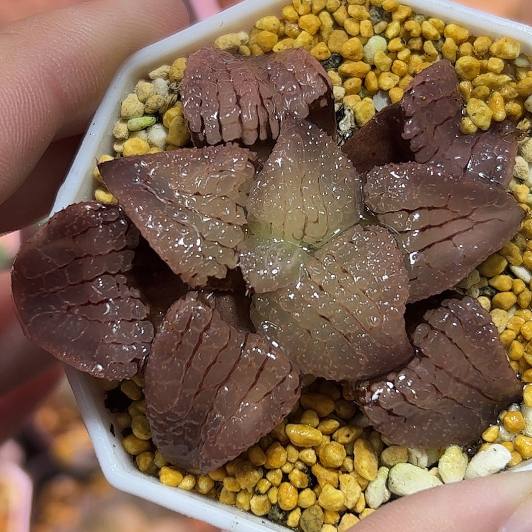 天空之境十二卷多肉植物