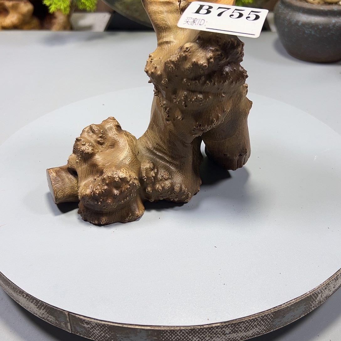 大果紫檀（缅甸花梨）夏*