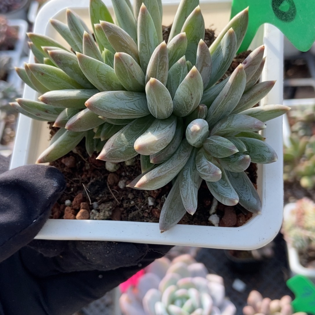 240炫彩星多肉植物