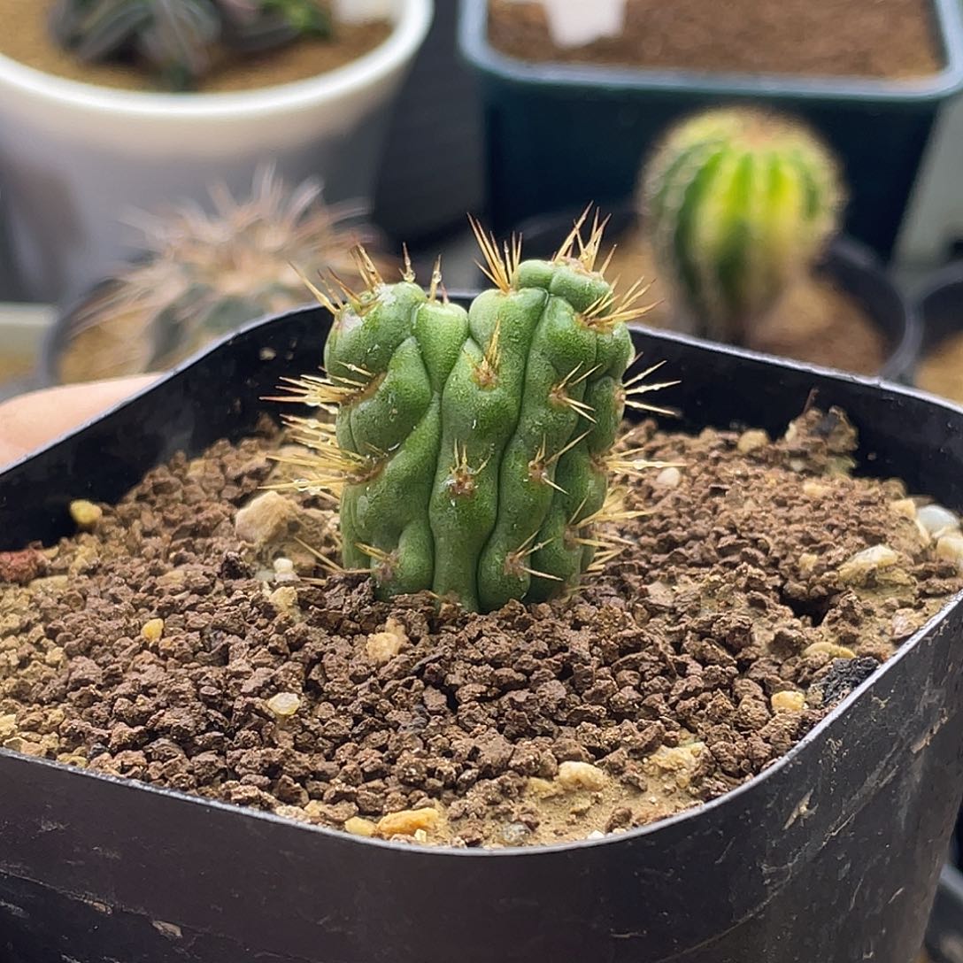 双头螺旋绿竹 脱土包邮